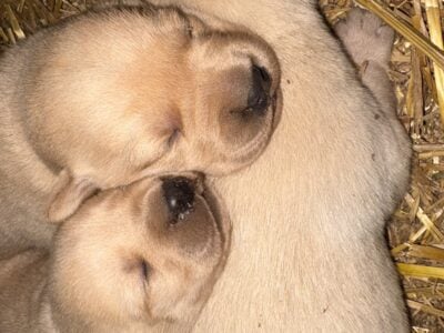 AKC Yellow Lab puppies due in May