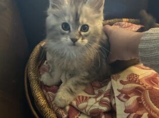 Maine Coon Kittens