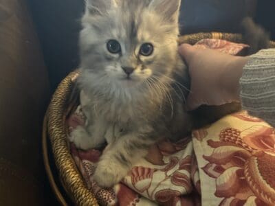 Maine Coon Kittens