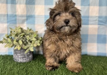 Chevy Male Shihpoo
