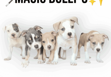 American Bully Puppies