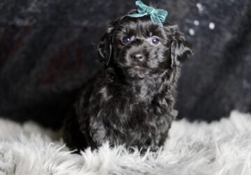 Mickey Mouse F1 Yorkiepoo Male