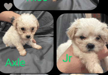 5 male maltipoo pups