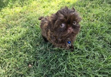 AKC SHIH TZU PUPPIES
