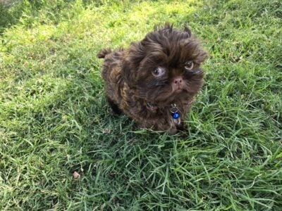 AKC SHIH TZU PUPPIES