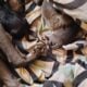 American Staffordshire bull terrier puppies availa