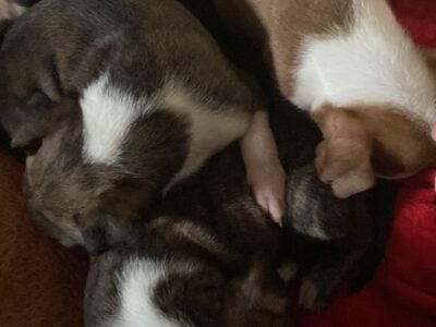 7 week old pit bull puppies