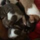 7 week old pit bull puppies