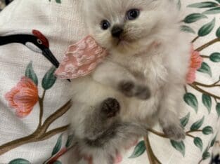 Ragamuffin babies
