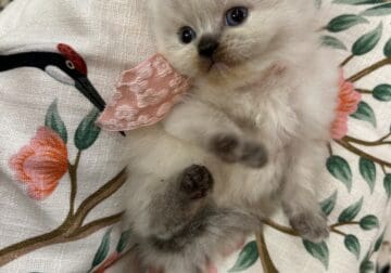 Ragamuffin babies
