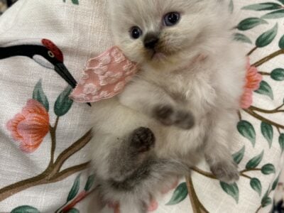 Ragamuffin babies