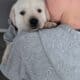 Labrador Retriever Puppies