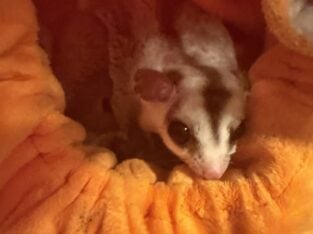 9 sugar gliders