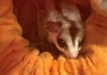 9 sugar gliders