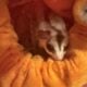 9 sugar gliders