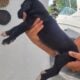 Great dane euro line puppies