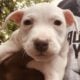 Puppies ready for a good home