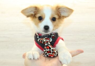 Tiny Papillon Puppy For Sale