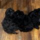 Shih Tzu Pups Available after March 3rd