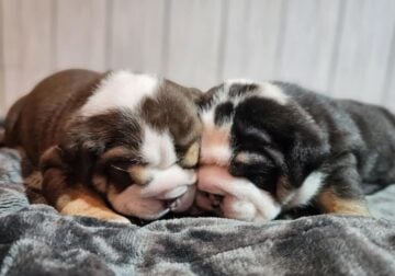 Puppies