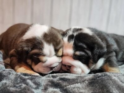 Puppies