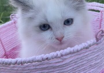 Blue Bicolor Ragdoll Girl-Elle