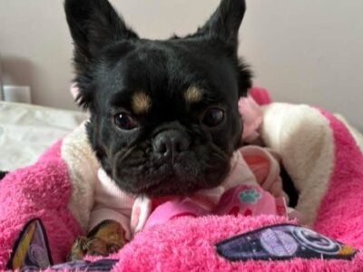 Minnie needs a new home!