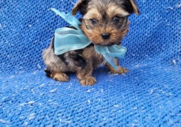 Beautiful Yorkie puppies