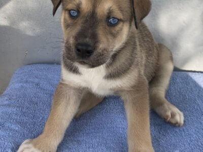 Prince the Pitsky, puppy for sale