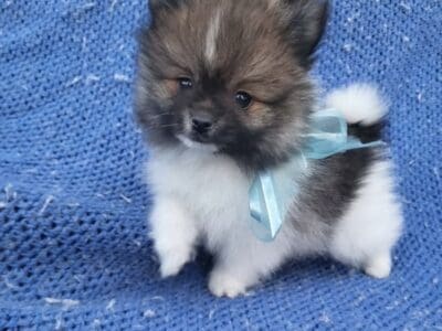 TeaCup and Toy Pomeranian puppies