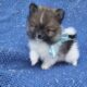 TeaCup and Toy Pomeranian puppies