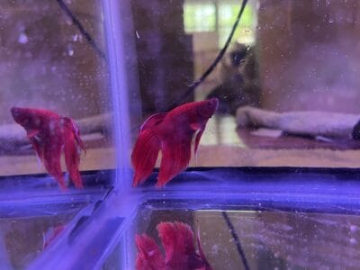 Adult male healthy red veiltail betta fish