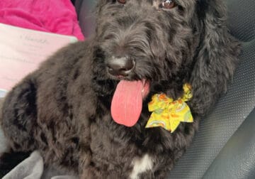 10 month old golden doodle