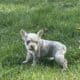 AKC French Bulldog Lilac & Tans & Merles