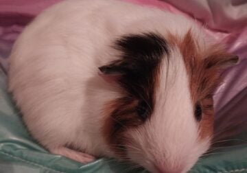 American Guinea Pigs
