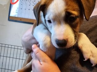 Puppies