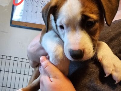 Puppies