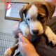 Puppies