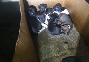 Miniature Doverpincher Puppies