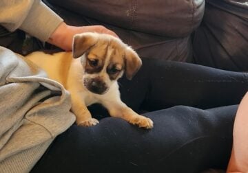 Heeler/pug mix