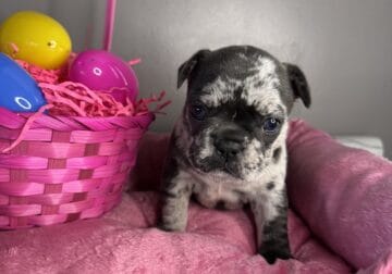 AKC French Bulldog