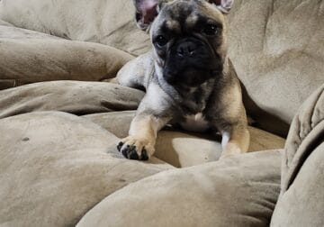Female French bulldog