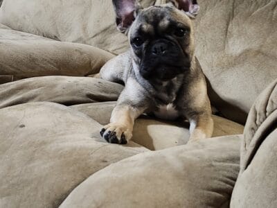 Female French bulldog