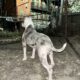 Xl American bully