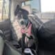 Great mid sized 10 mth old Dog