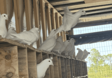 WHITE RACING PIGEONS FOR SALE