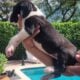 Great dane euro line puppies