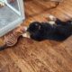 Bernese Mountain Dog