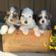 Mini Bernedoodle puppies