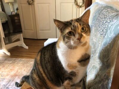 Calico Cats